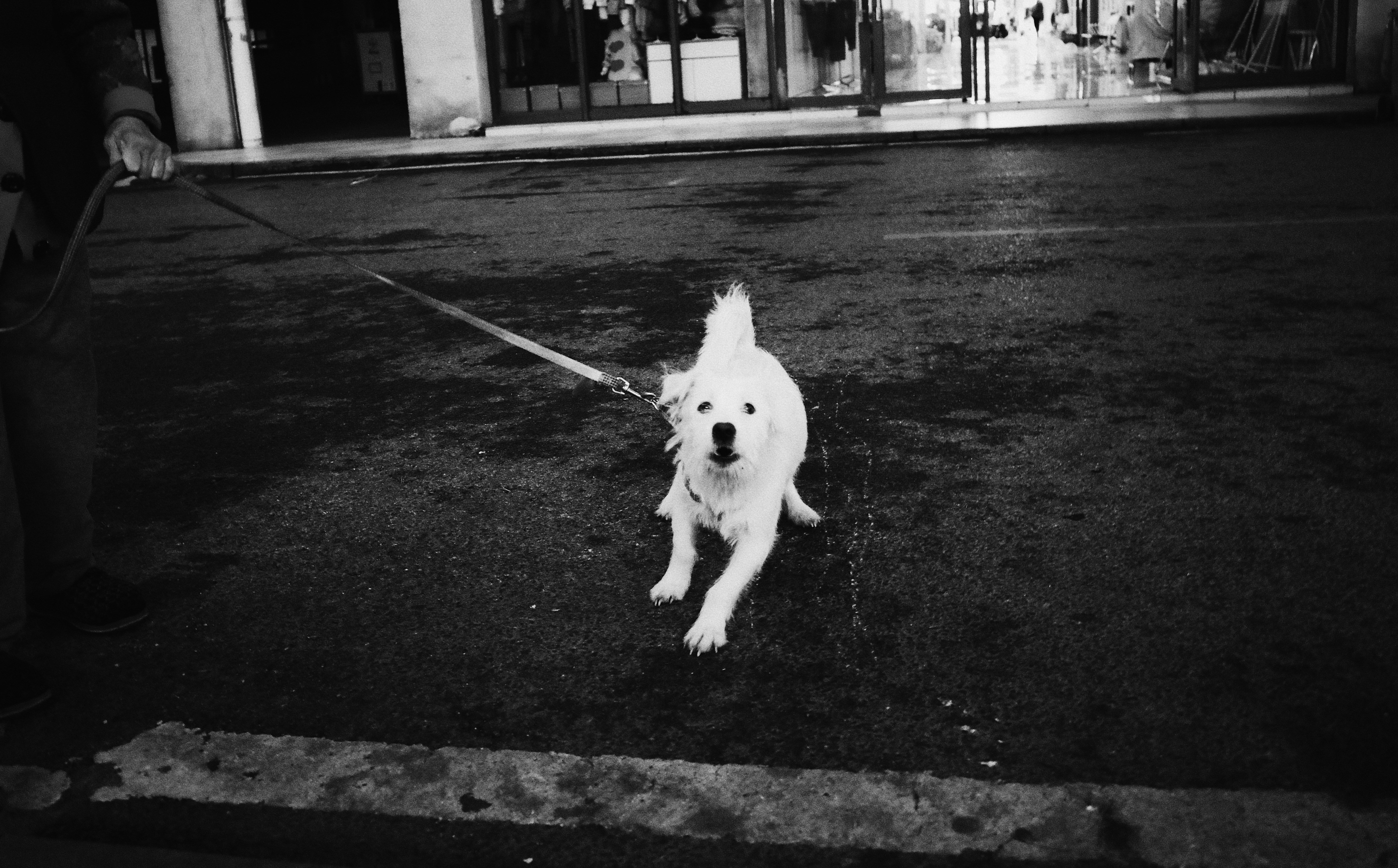 A photo of a small dog on leash, pulling and barking